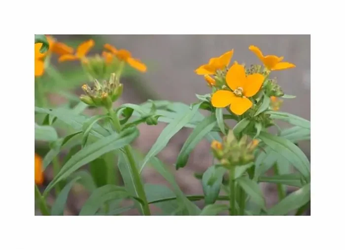 1 g Goldlack Schöterich Garten Pflanzen – Samen F-S534