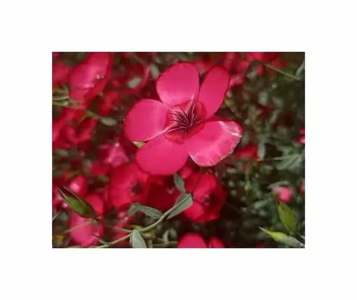 1 g Roter Lein Garten Pflanzen – Samen F-S488