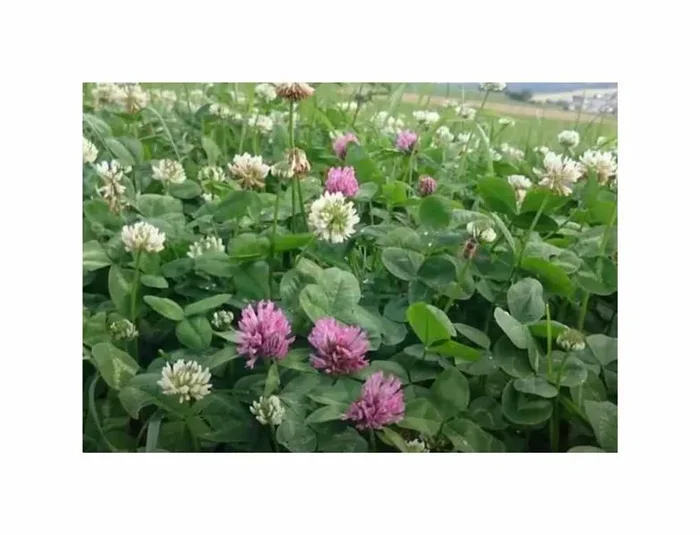 1 kg Kleegrasmischung Rotklee-Tetragras Garten Pflanzen – Samen F-S8