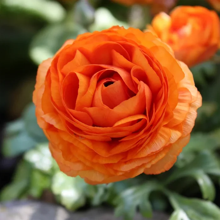 10 Asiatische Ranunkeln orange