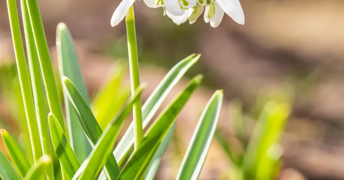 10 Blumenzwiebel – Schneeglöckchen
