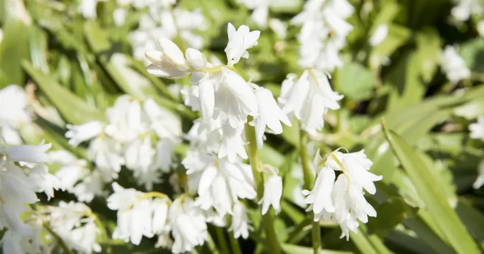 10 Blumenzwiebel – Spanisches Hasenglöckchen ‚Snow‘