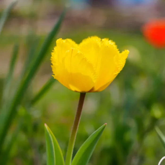 10 Tulpen Crystal Star