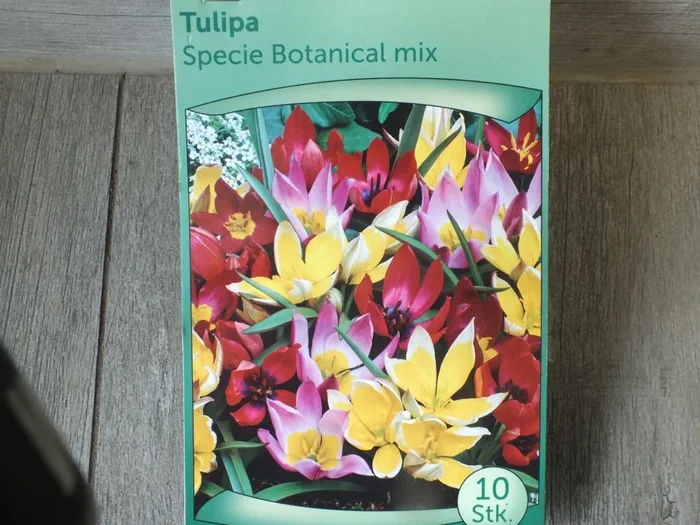 10 x Botanisch Mischung Tulpenzwiebeln – winterharter Pflanzen für Garten und Balkon -mehrjährig – für Topf und Beet