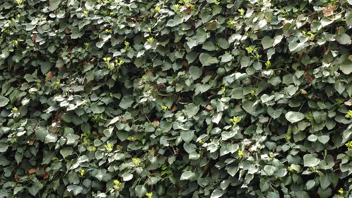 10 x Efeu 100-140 cm Hedera Hibernica 10 immergrüne echte Kletterpflanzen für eine 3 Meter 100% Sichtschutz Hecke Blickdicht Kletterpflanzen