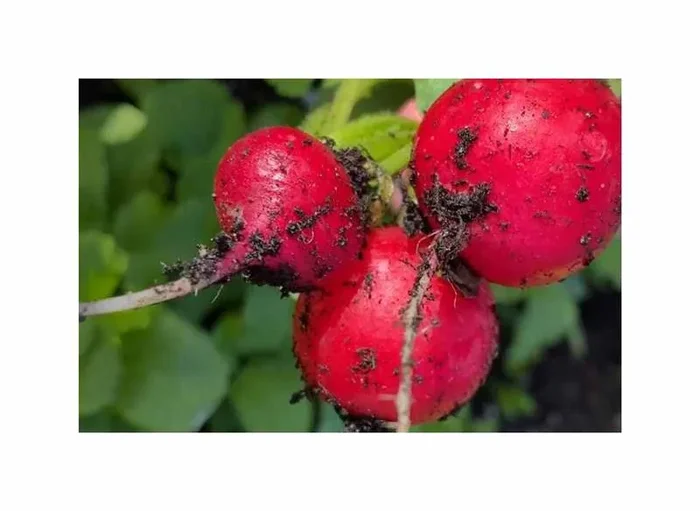 1000 Korn Radies (Sparpackung) Raxe Garten Pflanzen – Samen F-S290