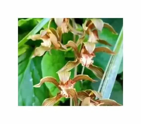 100x Cymbidium tracyanum Orchideen Zimmer Pflanzen – Samen B1078
