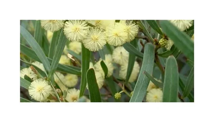 10x Acacia stricta Akazie Garten Pflanzen – Samen ID1068