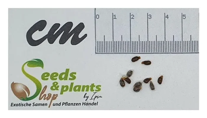 10x Aframomum daniellii Ingwer essbar Garten Pflanzen – Samen ID450