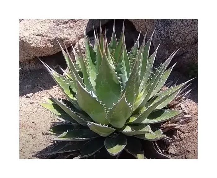 10x Agave obscura Agaven Garten Pflanzen – Samen ID709