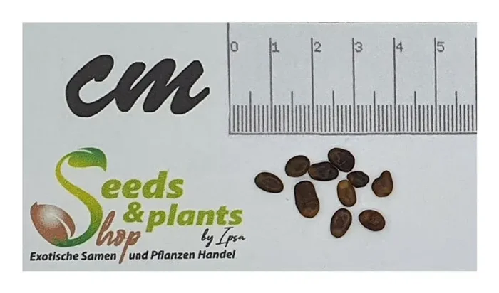 10x Albizia chinensis Seidenbaum Garten Pflanzen – Samen ID1087