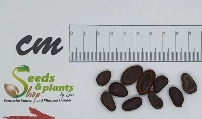 10x Albizia richardiana Baum Garten Pflanzen – Samen ID59