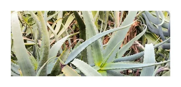 10x Aloe sinana Mehrjährig Garten Pflanzen – Samen ID821