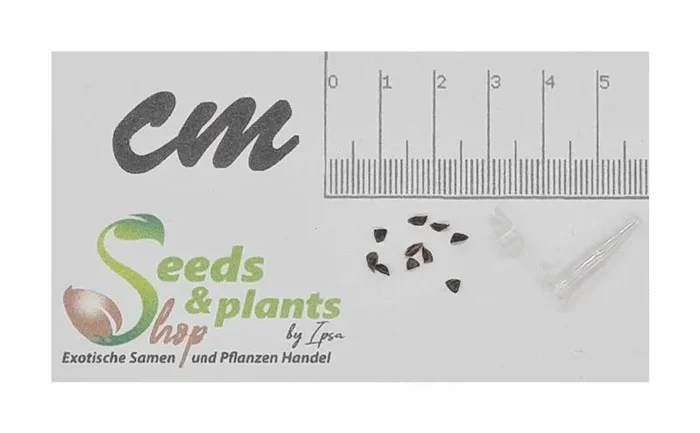 10x Aloe vryheidensis Sukkulenten Garten Pflanzen – Samen ID835