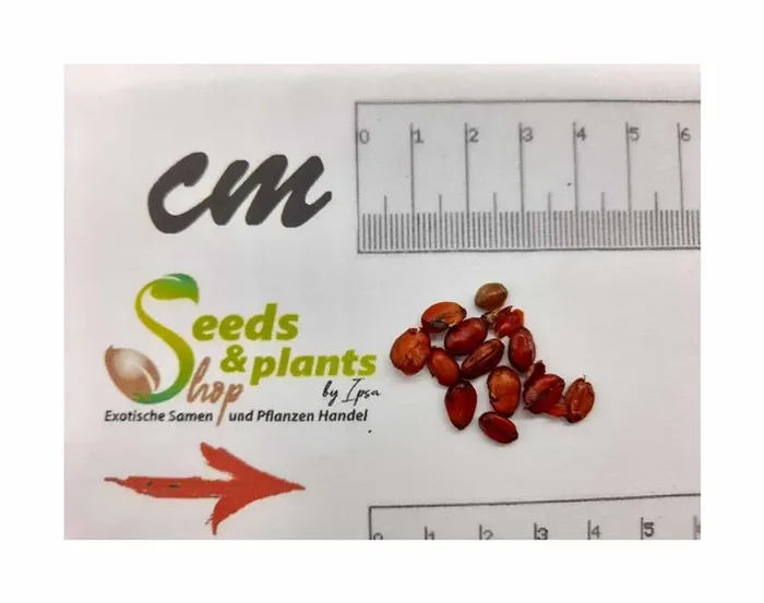 10x Alphitonia excelsa Baum Garten Pflanzen – Samen ID1099