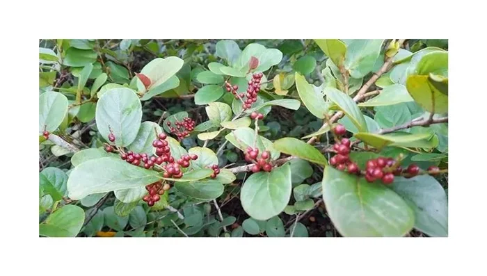 10x Antidesma ghaesembilla Baum Garten Pflanzen – Samen ID1104
