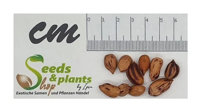 10x Arachis hypogaea Erdnuss Garten Pflanzen – Samen ID1108