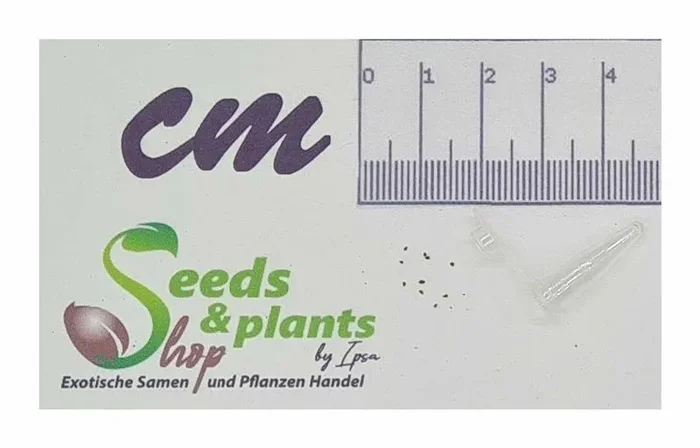 10x Argyroderma subalbum Silberweiße Steinblume Garten Pflanzen – Samen B690