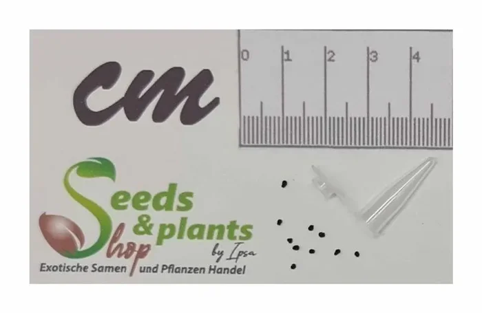 10x Ariocarpus Mix Kakteen Garten Zimmer Pflanzen – Samen B698
