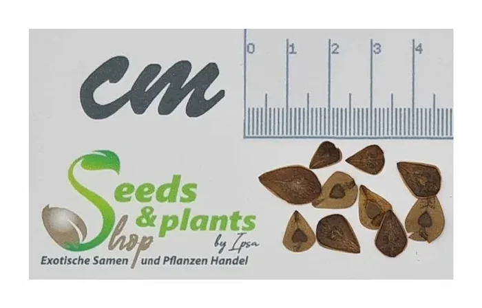 10x Aristolochia ringens Vogelschnabelblume Garten Pflanzen – Samen ID1000