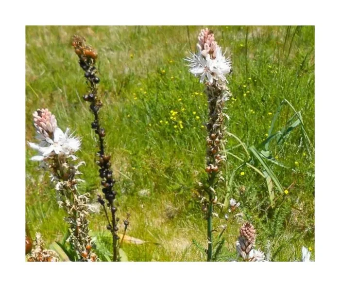 10x Asphodelus macrocarpus Mehrjährig Garten Pflanzen – Samen ID841