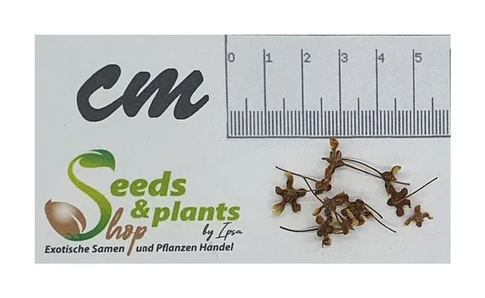 10x Backhousia citriodora Baum Garten Pflanzen – Samen ID1115