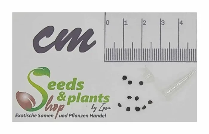 10x Bertiera guianensis Strauch Baum Garten Pflanzen – Samen B158