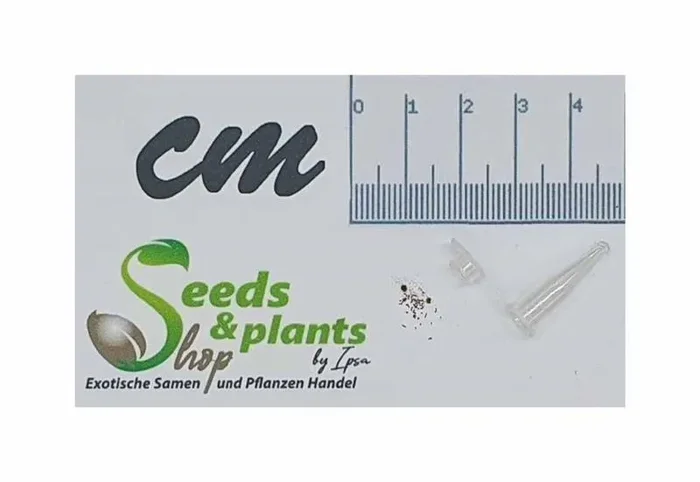 10x Blechnum obtusatum Baumfarn glänzende Blätter Pflanzen – Samen ID1793