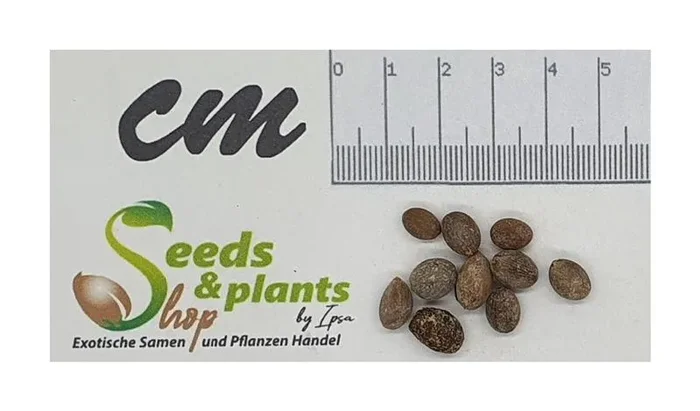 10x Brahea dulcis Felsenpalme Garten Pflanzen – Samen ID359