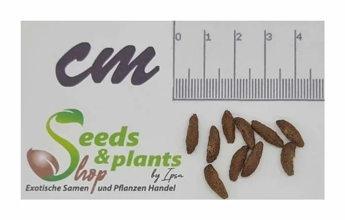 10x Canthium inerme Truthahnbeere Baum Garten Pflanzen – Samen B201