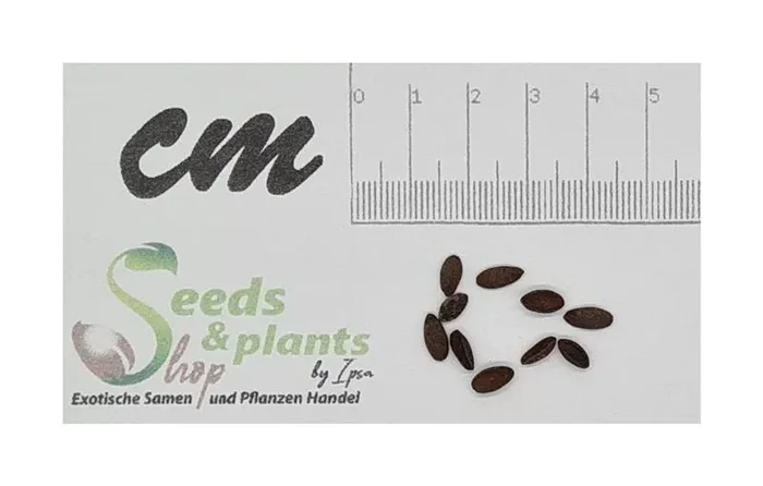 10x Carissa haematocarpa Geburtspflaume Strauch Garten Pflanzen – Samen B203