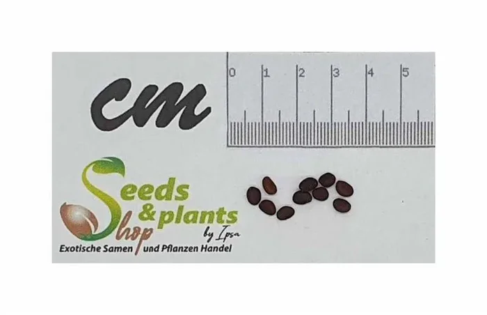 10x Catunaregam tomentosa Gardenia tomentosa Garten Pflanzen – Samen B208