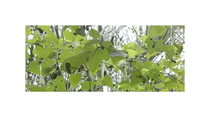 10x Cayaponia cruegeri Kletterpflanze Garten Pflanzen – Samen ID1177