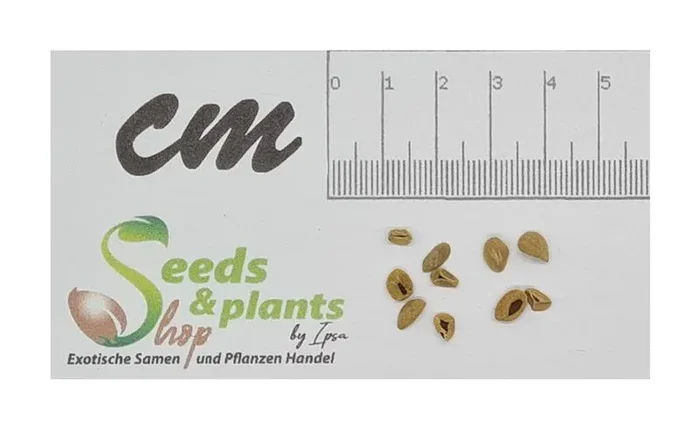 10x Cestrum buxifolium Black Beauty Garten Pflanzen – Samen B289