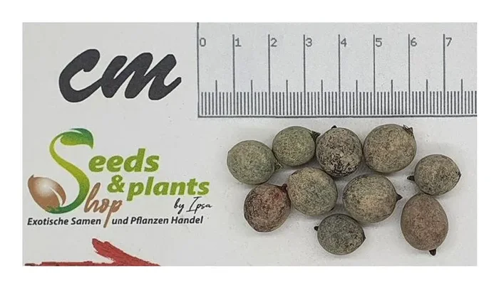 10x Copernicia tectorum Venezolanische Wachspalme Garten Pflanzen – Samen ID381