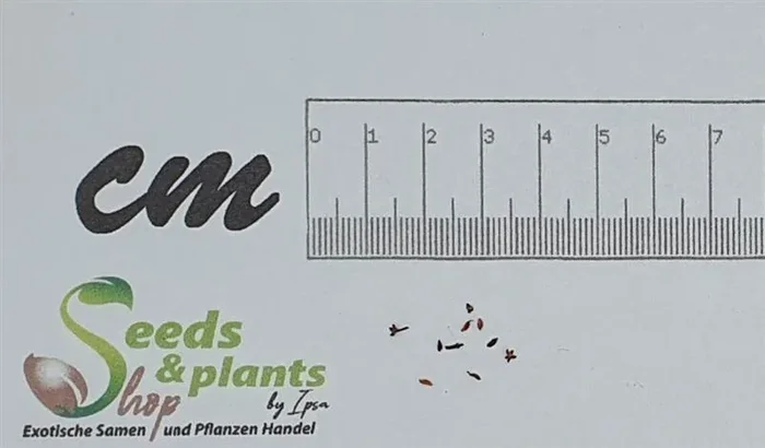 10x Crassula rupestris Sukkulente Zimmer Pflanzen – Samen B1037