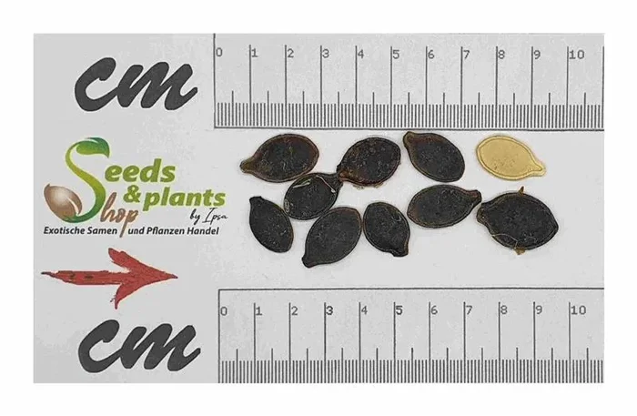 10x Cucurbita ficifolia Feigenblatt Kürbis Garten Pflanzen – Samen ID1239