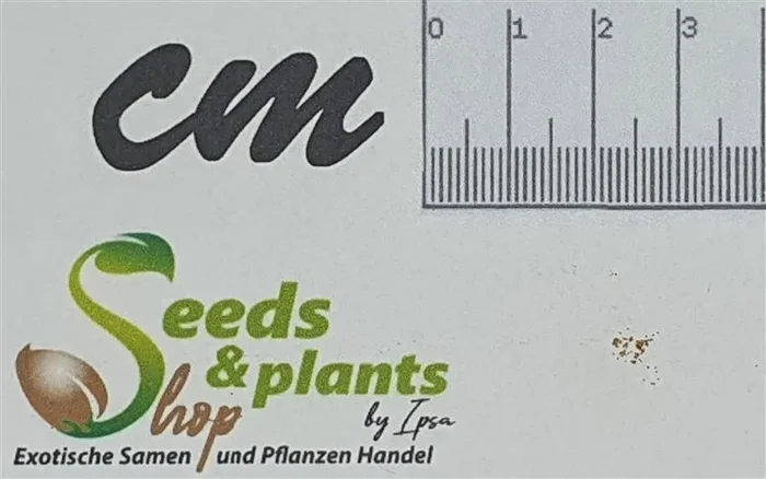 10x Cyathea bicrenata Baumfarn Garten Pflanzen – Samen B2018