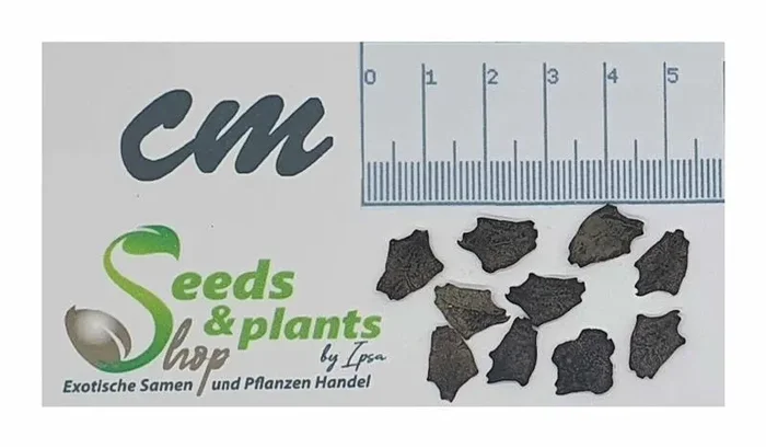 10x Cyclanthera cordifolia Garten Pflanzen – Samen ID1241