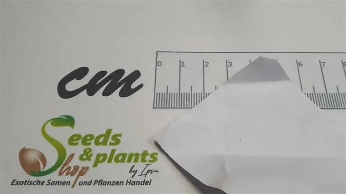 10x Dicksonia antarctica Weicher Baumfarn Garten Pflanzen – Samen B1192