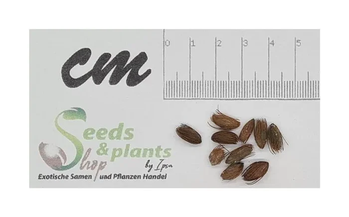 10x Dypsis confusa Palme Garten Pflanzen – Samen ID389