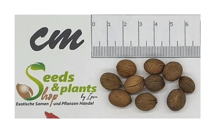 10x Dypsis tokoravina Palme Garten Pflanzen – Samen ID404