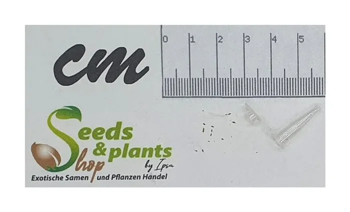 10x Epilobium denticulatum Anden Weidenröschen Garten Pflanzen – Samen ID1277