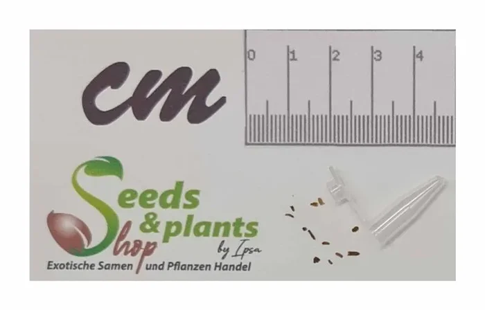 10x Eriocephalis african Rosmarin Zimmer Garten Pflanzen – Samen B1434