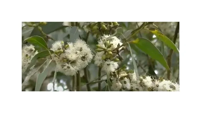 10x Eucalyptus camaldulensis Roter Eukalyptus Garten Pflanzen – Samen ID1290