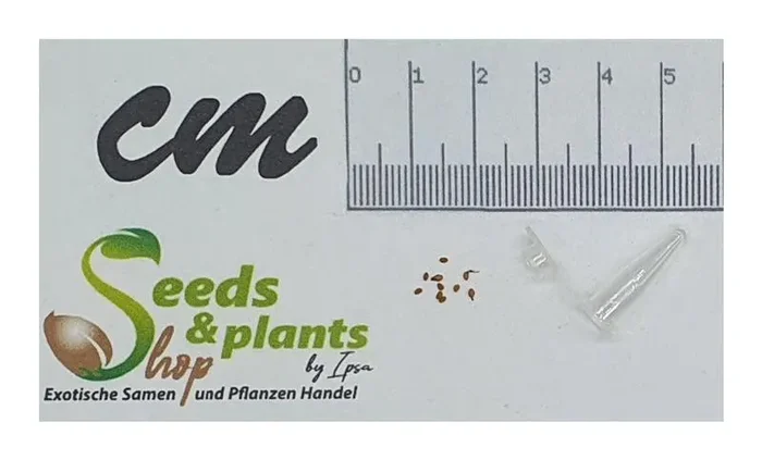 10x Ficus hirta Baum Garten Pflanzen – Samen ID1331