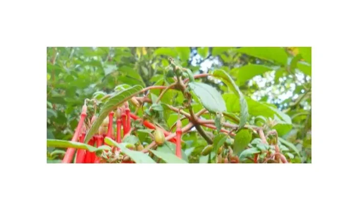10x Fuchsia vulcanica Strauch Garten Pflanzen – Samen ID1353