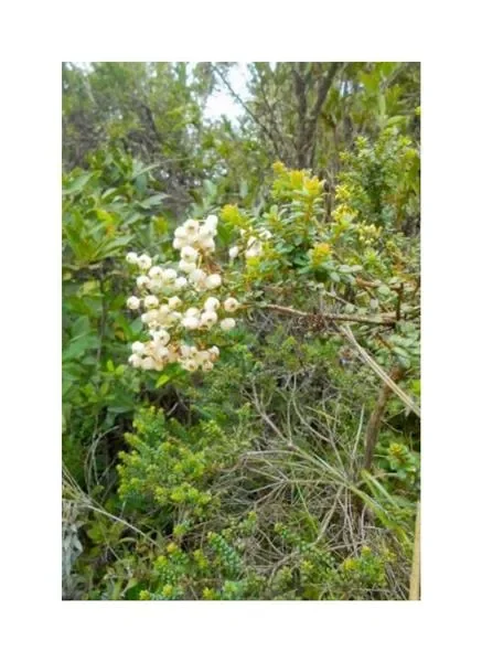 10x Gaultheria ramosissima Strauch Garten Pflanzen – Samen B989