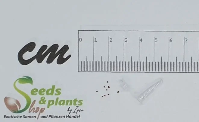 10x Glottiphyllum regium Sukkulenten Garten Pflanzen – Samen B1584