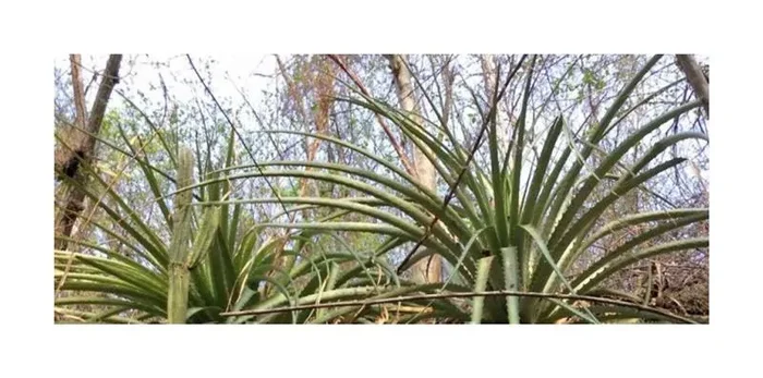 10x Hechtia myriantha Bromelie Garten Pflanzen – Samen ID578